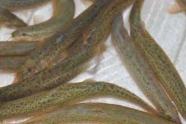 泥鳅要不要增氧,无需打氧但要定期换水