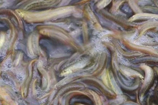 泥鳅要不要增氧,无需打氧但要定期换水