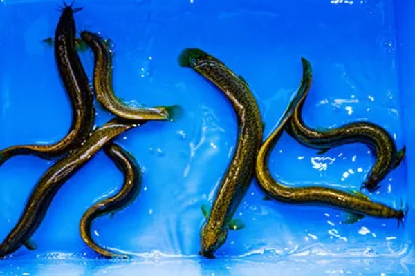 泥鳅要不要增氧,无需打氧但要定期换水