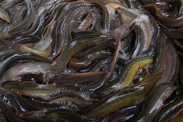 泥鳅要不要增氧,无需打氧但要定期换水