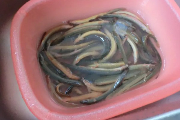 泥鳅要不要增氧,无需打氧但要定期换水