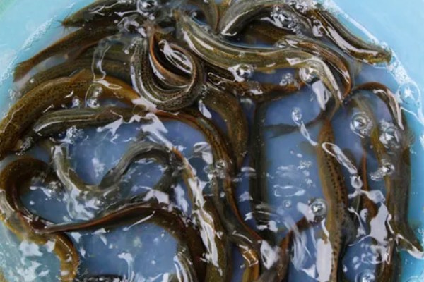 泥鳅要不要增氧,无需打氧但要定期换水