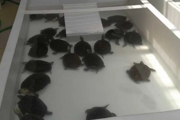 泥鳅要不要增氧,无需打氧但要定期换水