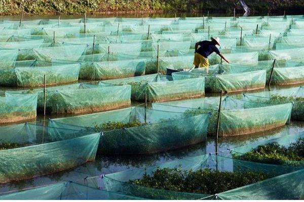 秋季黄鳝养殖管理要点，要保持优质的饵料投喂