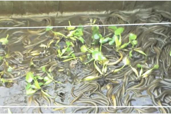 秋季黄鳝养殖管理要点，要保持优质的饵料投喂