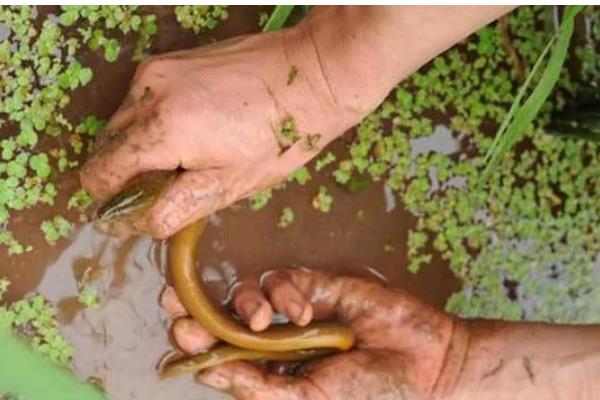 秋季黄鳝养殖管理要点，要保持优质的饵料投喂