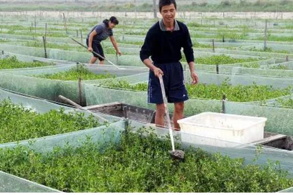 秋季黄鳝养殖管理要点，要保持优质的饵料投喂