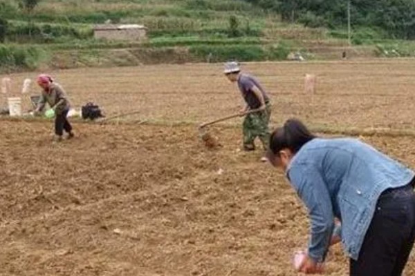 花生怎么种植,浸种消毒后再撒播