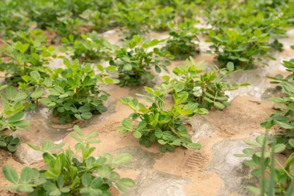 花生怎么种植,浸种消毒后再撒播