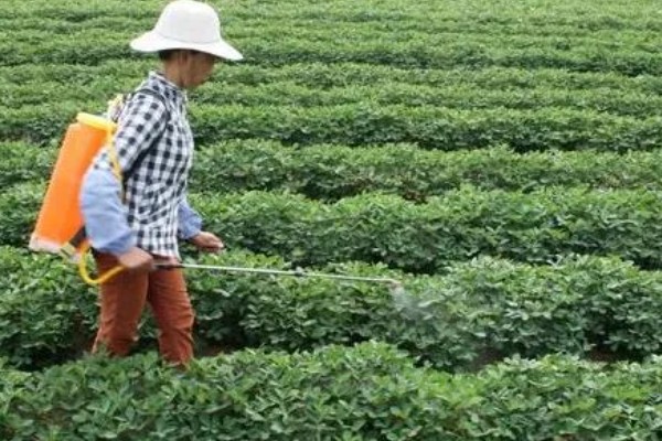 花生怎么种植,浸种消毒后再撒播