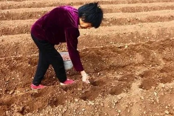 花生怎么种植,浸种消毒后再撒播
