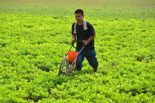 花生怎么种植,浸种消毒后再撒播
