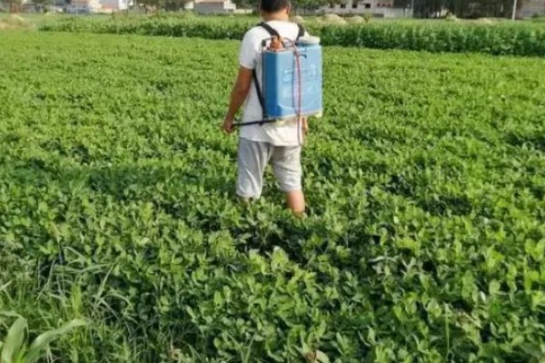 花生怎么种植,浸种消毒后再撒播