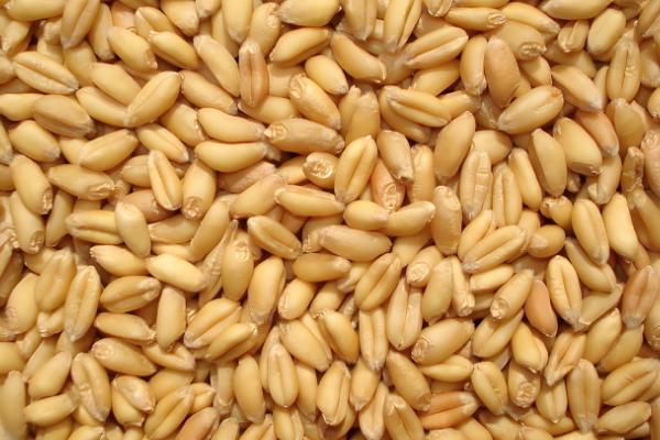 小麦赤霉病的防治方法，可以用增产菌进行拌种