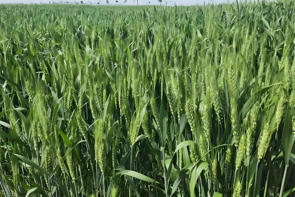 小麦赤霉病的防治方法，可以用增产菌进行拌种