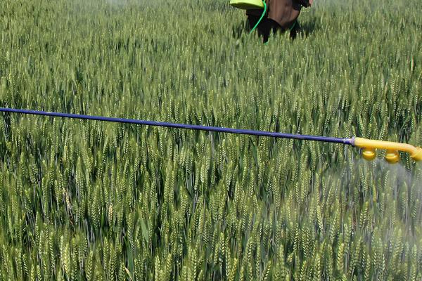 小麦赤霉病的防治方法，可以用增产菌进行拌种