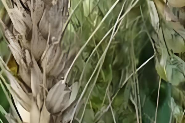 小麦赤霉病的防治方法，可以用增产菌进行拌种