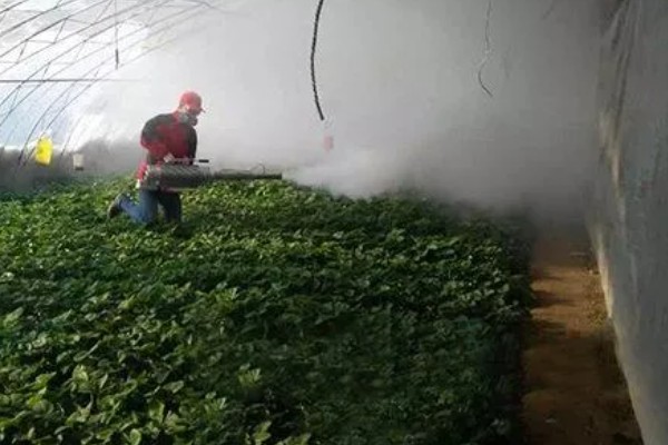 粉色草莓介绍，主要是缺光、氮肥或雨水过多所致