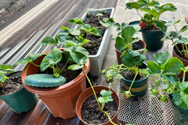 粉色草莓介绍，主要是缺光、氮肥或雨水过多所致