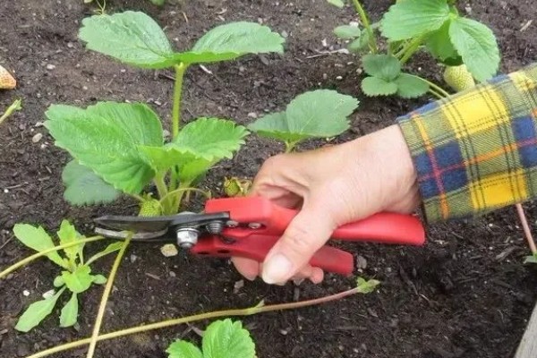 粉色草莓介绍，主要是缺光、氮肥或雨水过多所致