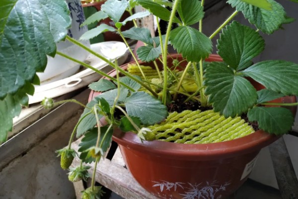 粉色草莓介绍，主要是缺光、氮肥或雨水过多所致