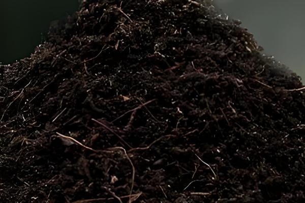 鲁冰花怎么繁殖,以播种和扦插为主