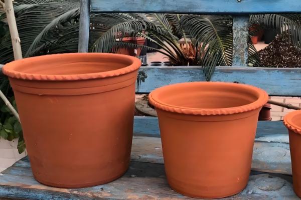 鲁冰花怎么繁殖,以播种和扦插为主