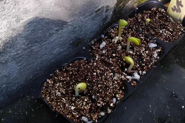 鲁冰花怎么繁殖,以播种和扦插为主