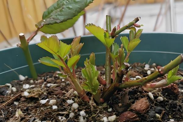 鲁冰花怎么繁殖,以播种和扦插为主