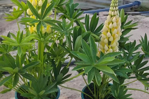 鲁冰花怎么繁殖,以播种和扦插为主