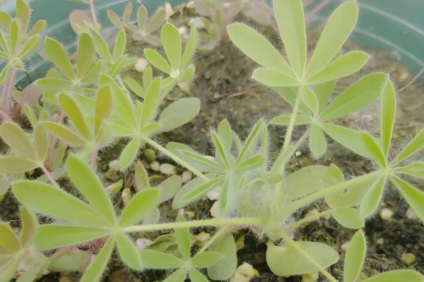 鲁冰花怎么繁殖,以播种和扦插为主