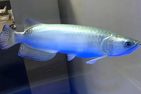 过背金龙鱼的意思，指六排鳞片全部变成了金黄色