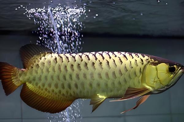 过背金龙鱼的意思，指六排鳞片全部变成了金黄色