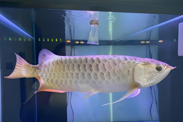 过背金龙鱼的意思，指六排鳞片全部变成了金黄色