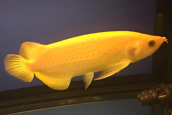 过背金龙鱼的意思，指六排鳞片全部变成了金黄色