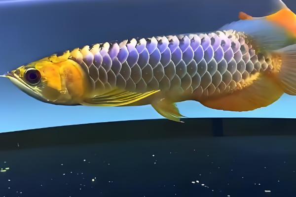 过背金龙鱼的意思，指六排鳞片全部变成了金黄色