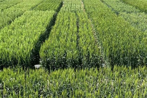 什么是农业,劳动对象是有生命的动植物