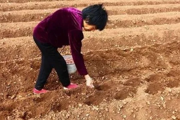 地膜花生的播种时间，在每年早春的2月份
