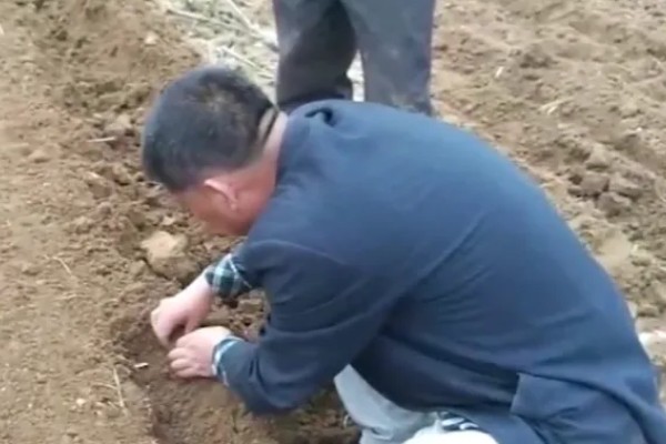 地膜花生的播种时间，在每年早春的2月份