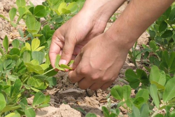 地膜花生的播种时间，在每年早春的2月份