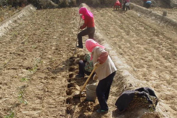 地膜花生的播种时间，在每年早春的2月份
