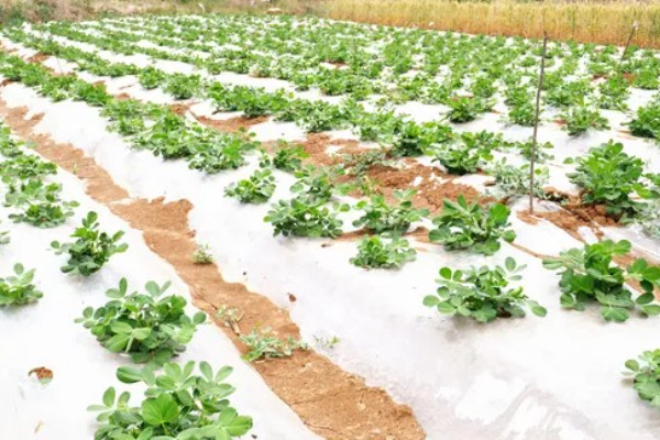 地膜花生的播种时间，在每年早春的2月份