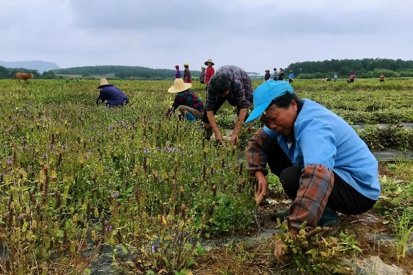 夏枯草的收获时间，6月份是收获适期