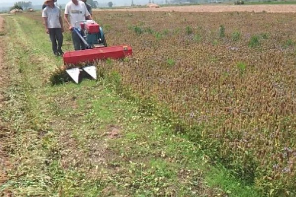 夏枯草的收获时间，6月份是收获适期
