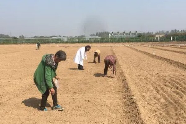 夏枯草的收获时间，6月份是收获适期