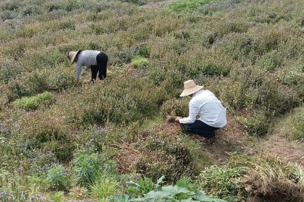 夏枯草的收获时间，6月份是收获适期