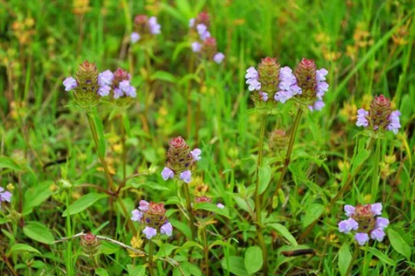 夏枯草的收获时间，6月份是收获适期
