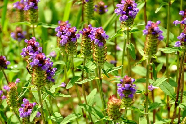 夏枯草的收获时间，6月份是收获适期