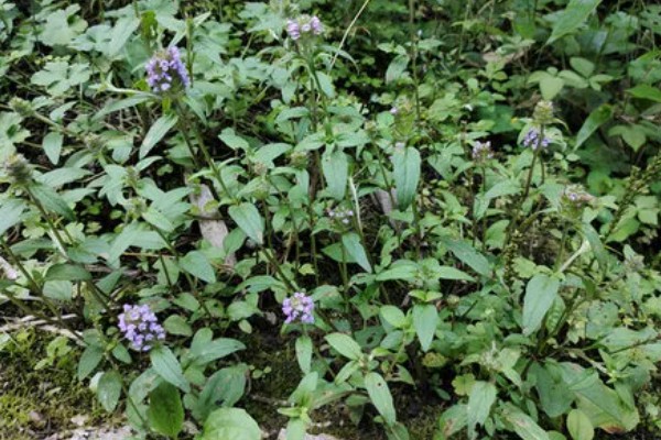夏枯草的收获时间，6月份是收获适期