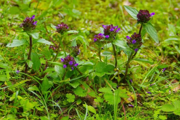 夏枯草的收获时间，6月份是收获适期